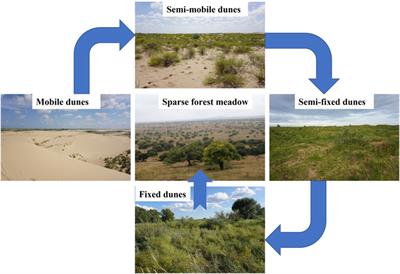 Soil extracellular enzyme activity reflects the change of nitrogen to phosphorus limitation of microorganisms during vegetation restoration in semi-arid sandy land of northern China